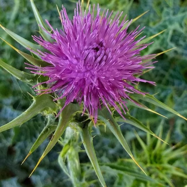 Variegated artichoke