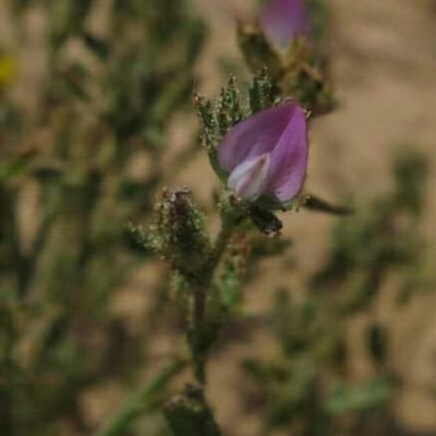 Ononis tridentata — flower