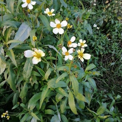 Bidens aurea — flower