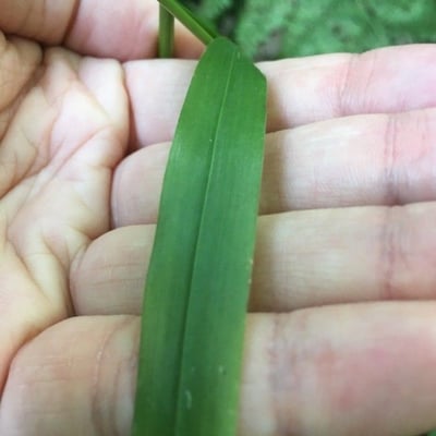 Festuca altissima — leaf