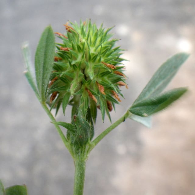 Trifolium squamosum — flower