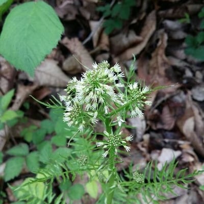 Cardamine impatiens — flower