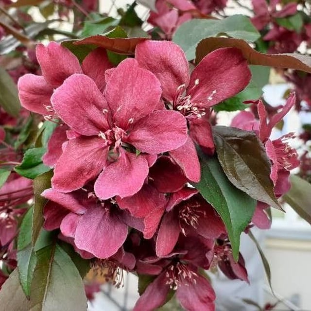 Malus domestica — flower