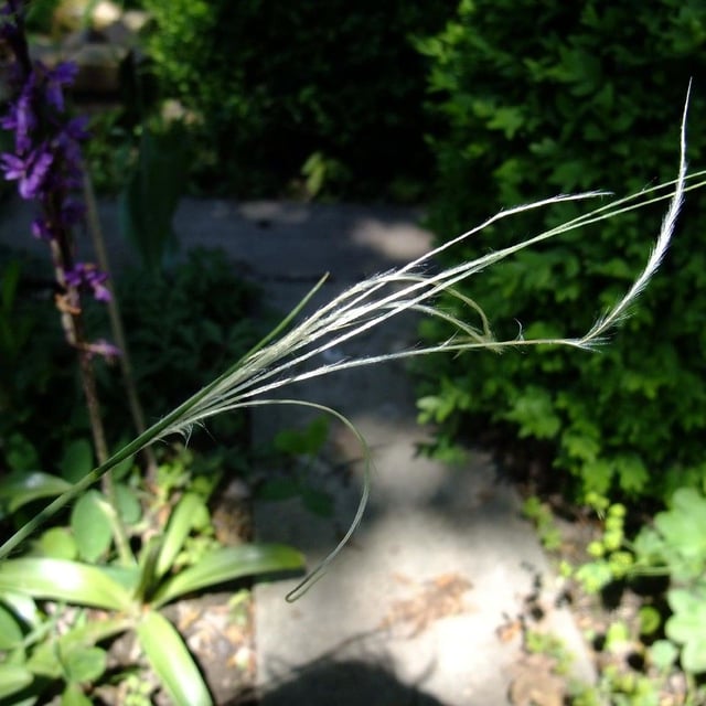 Stipa pennata — flower