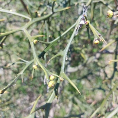 Citrus trifoliata — flower