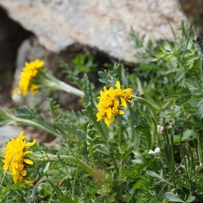 Jacobaea incana — flower