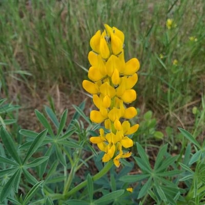 Lupinus luteus — flower