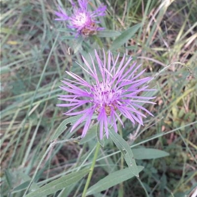 Centaurea nigra — flower