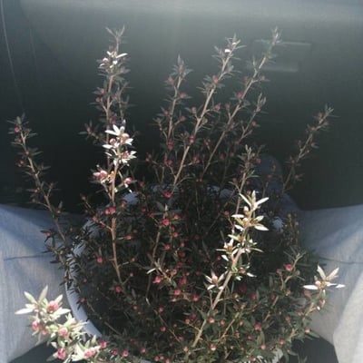 Leptospermum continentale — flower