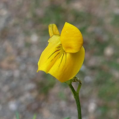 Lathyrus annuus — flower