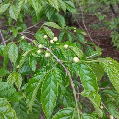 Campomanesia pubescens — leaf