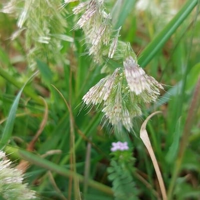 Lamarckia aurea — flower