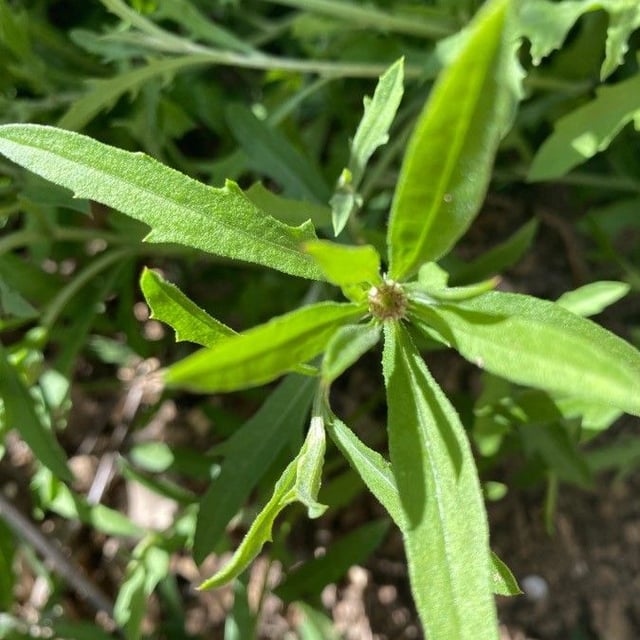 Erysimum repandum — flower