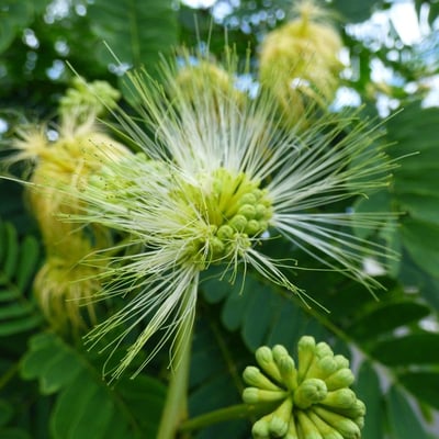Albizia lebbeck — flower