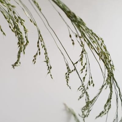 Panicum miliaceum — flower