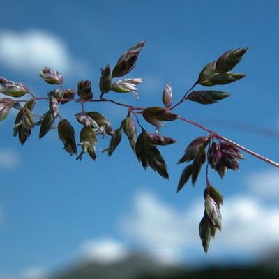 Poa alpina — flower