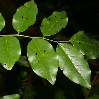 Dalbergia frutescens — leaf