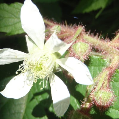 Rubus phoenicolasius — flower