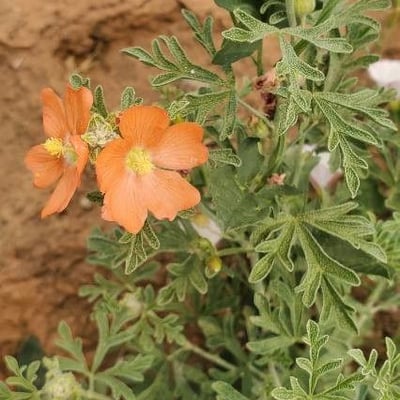 Sphaeralcea coccinea — flower