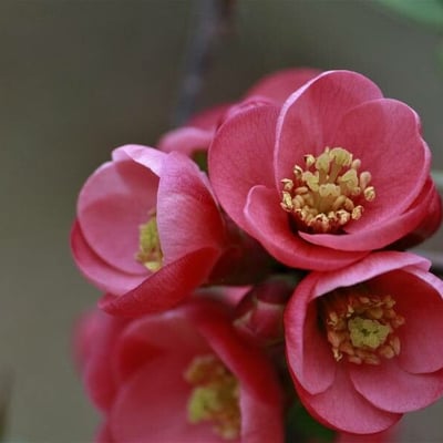 Chaenomeles speciosa — flower
