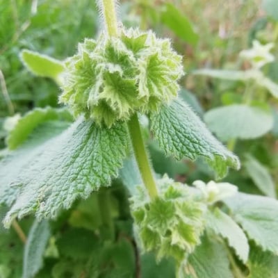 Marrubium vulgare — flower