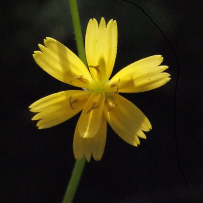 Rhagadiolus stellatus — flower