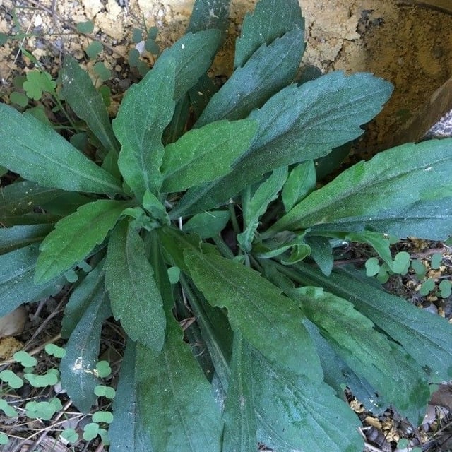 Erigeron bonariensis — flower