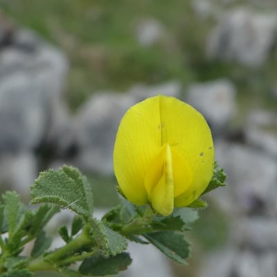 Ononis striata — flower
