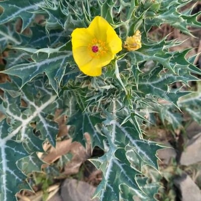 Argemone mexicana — flower