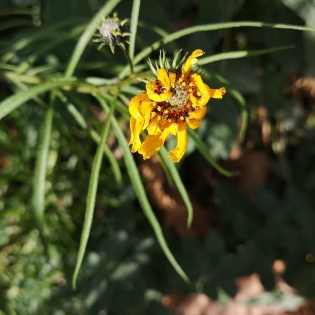 Thelesperma filifolium — flower