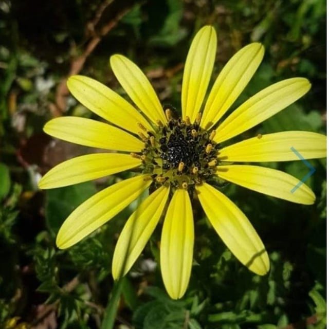 Arctotheca calendula — flower