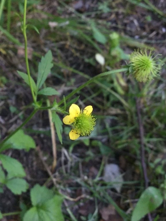 Yellow avens