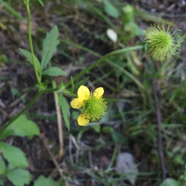 Geum aleppicum — flower