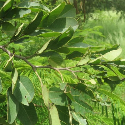 Detarium microcarpum — leaf