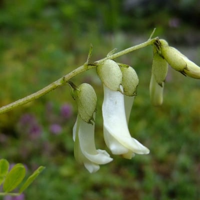 Astragalus mongholicus — flower