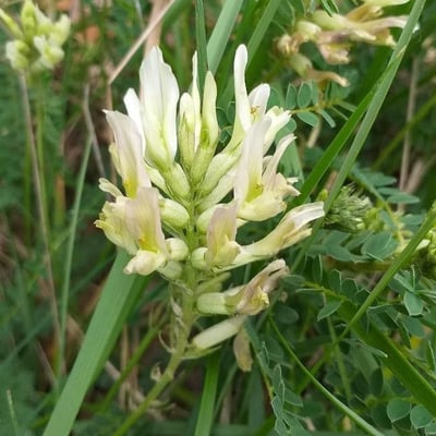 Astragalus hamosus — flower