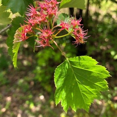 Crataegus macrosperma — leaf