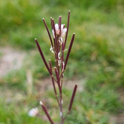 Cardamine impatiens — flower