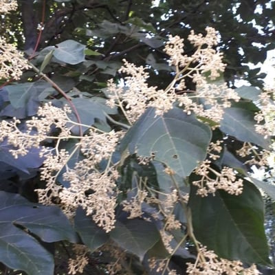 Firmiana simplex — flower