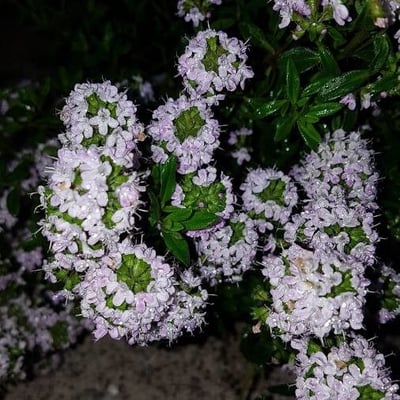 Thymus longicaulis — flower