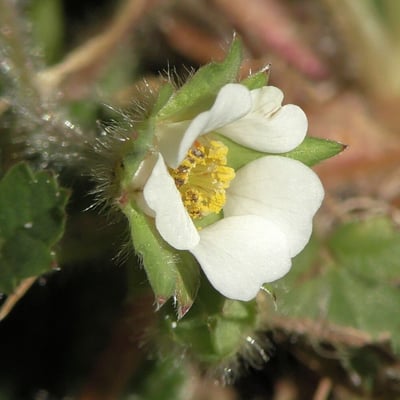 Potentilla sterilis — flower
