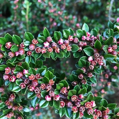Cotoneaster horizontalis — flower