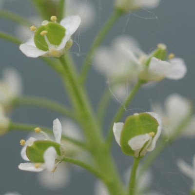 Lepidium ruderale — flower