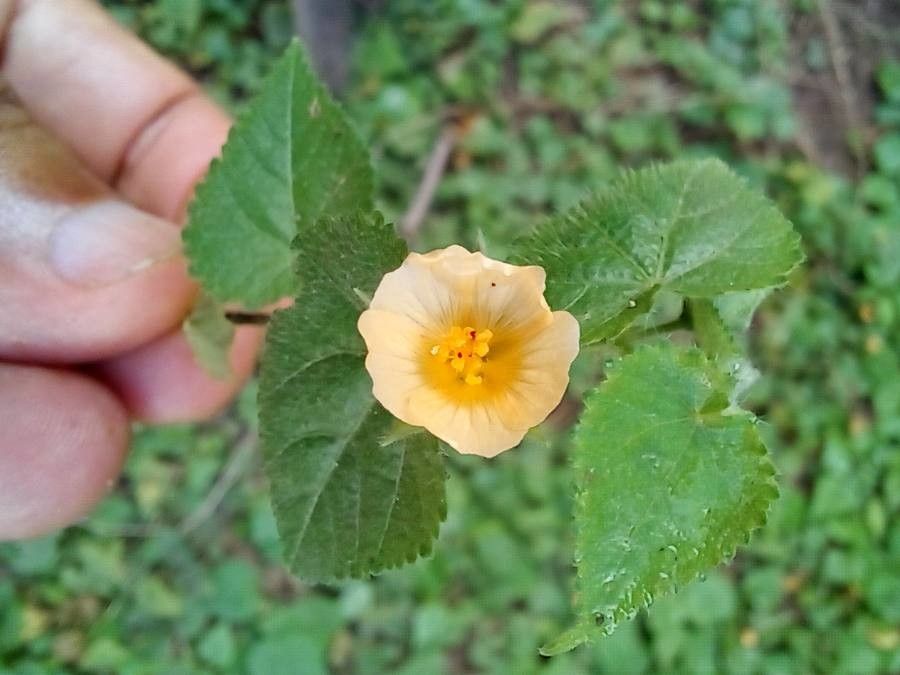 Heartleaf fanpetals