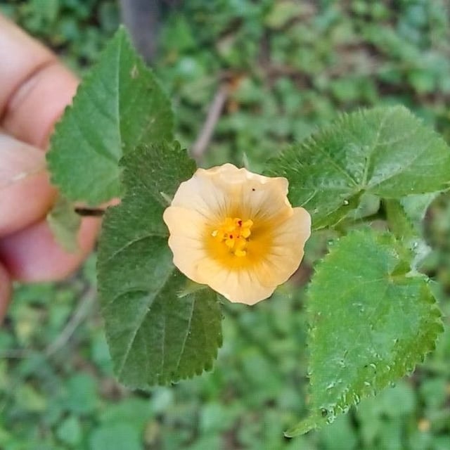 Heartleaf fanpetals