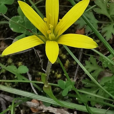 Gagea pratensis — flower