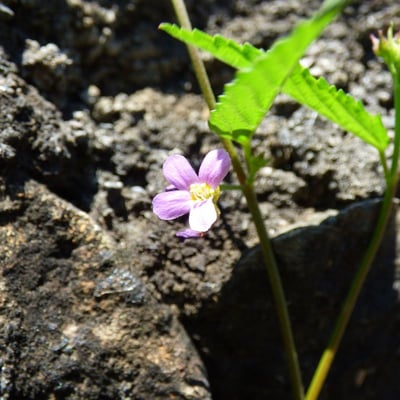 Melochia pyramidata — flower