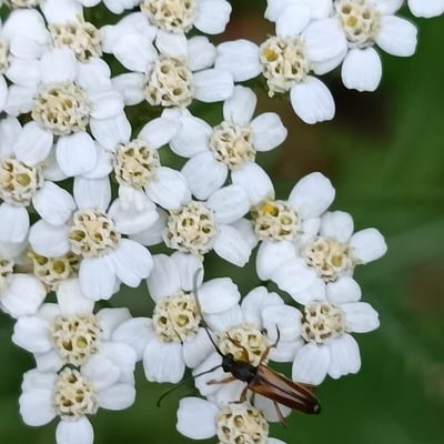 Achillea nobilis — flower