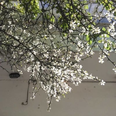 Citrus trifoliata — flower
