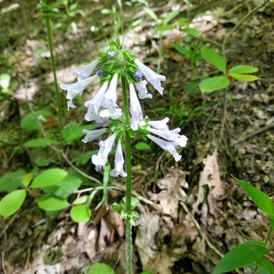 Salvia lyrata — flower